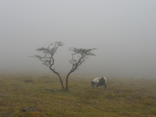 Pony and tree in fog on a non-descript hillside